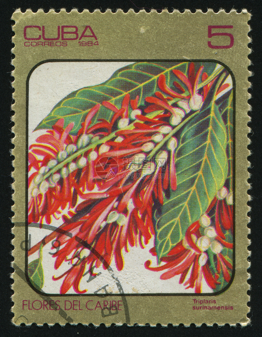 邮票花瓣邮局花蕾邮政植物群生物学植物学热带信封爱好图片