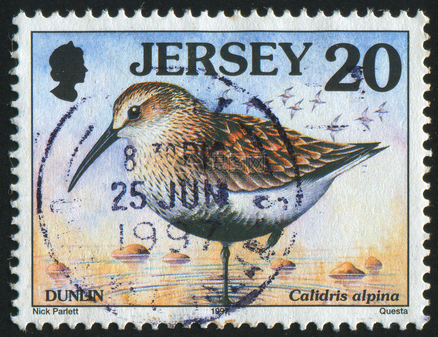 邮票信封动物尾巴野生动物邮件羽毛荒野邮戳公园鸟类图片