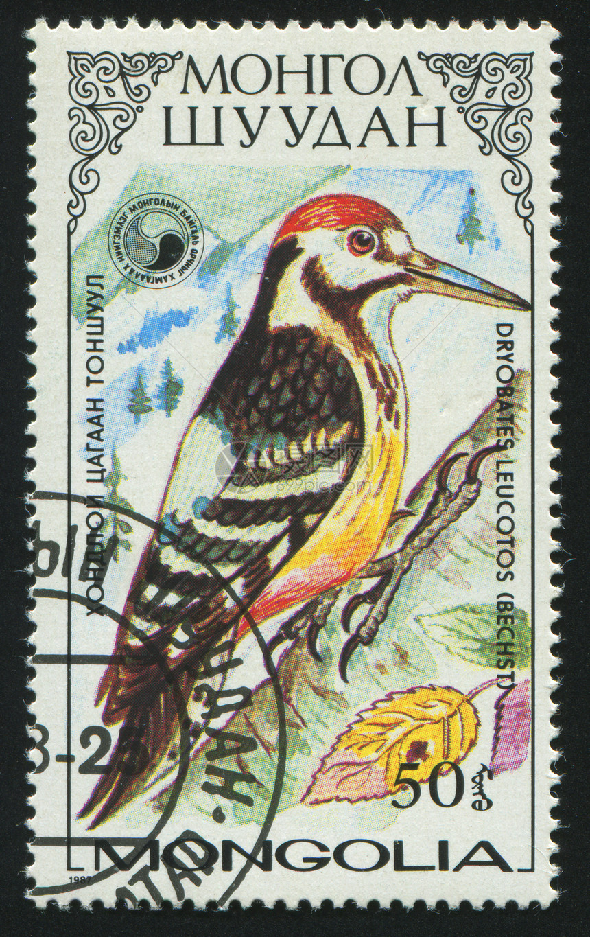 邮票邮资账单林地邮戳地址啄木鸟野生动物荒野邮局邮件图片