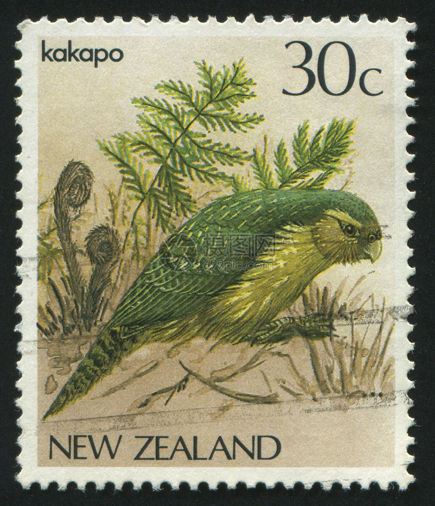 邮票翅膀野生动物地址邮政邮局邮戳动物鸟类卡片邮资图片