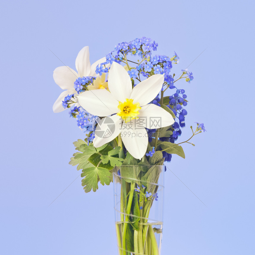 水花类种子植物礼物生长展示水仙花灯泡植物群蓝色美丽图片
