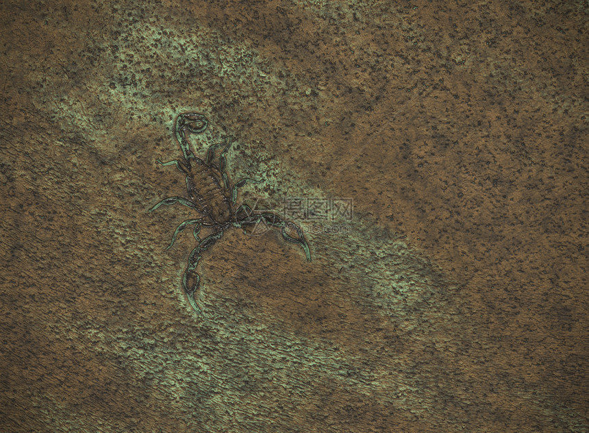 蝎子科学动物石头翅膀地质学昆虫生物学生物荒野博物馆图片