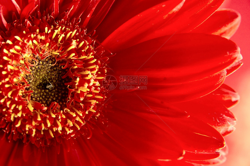 鲜花宏观植物红色图片