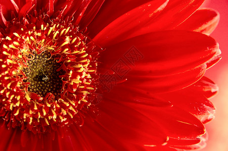 鲜花宏观植物红色背景图片