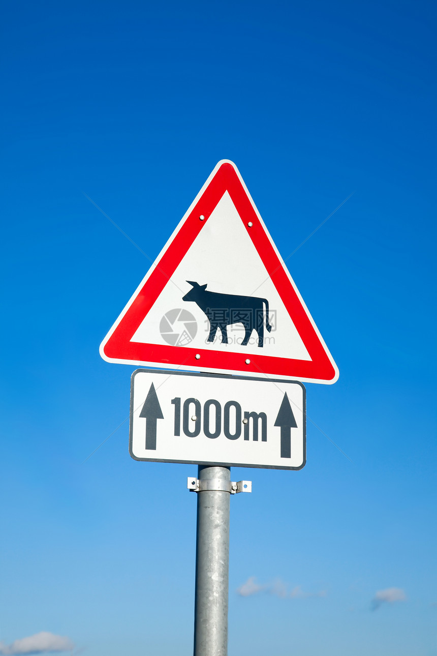 乳牛标志运输旅行农业动物交通手臂国家路标蓝色天空图片