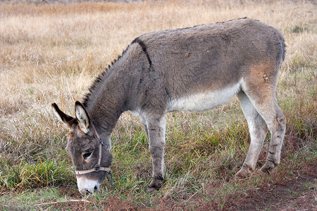驴子农村牧场野生动物高地农田国家生物骡子笨蛋草地高清图片