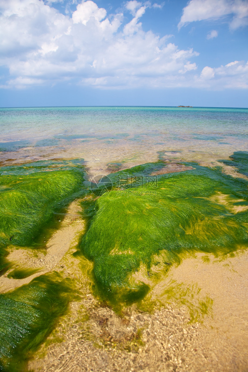 绿海藻绿色海滩石头海岸线蓝色植物岩石海岸地平线天空图片