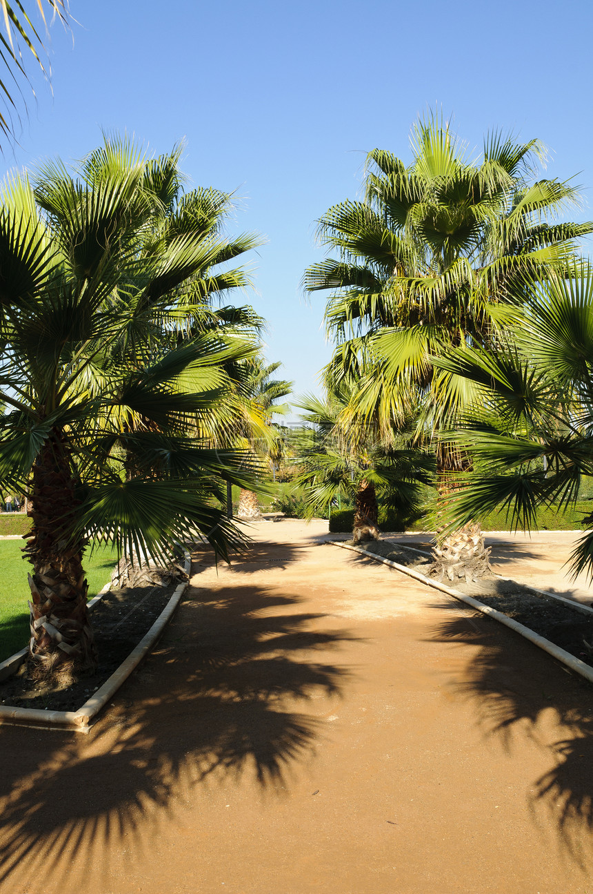 费德里科·加西亚·洛卡公园棕榈树图片