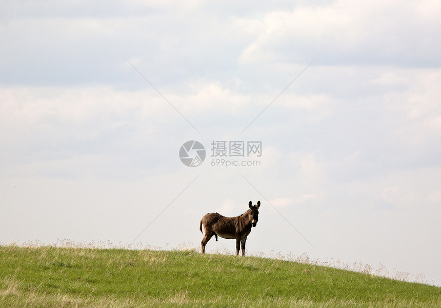萨斯喀彻温牧场中的驴子水平动物旅行农村照片场景乡村大草原农场图片