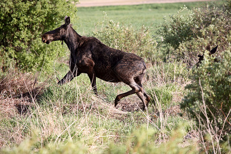 驼鹿威尔逊受保护加拿大高清图片