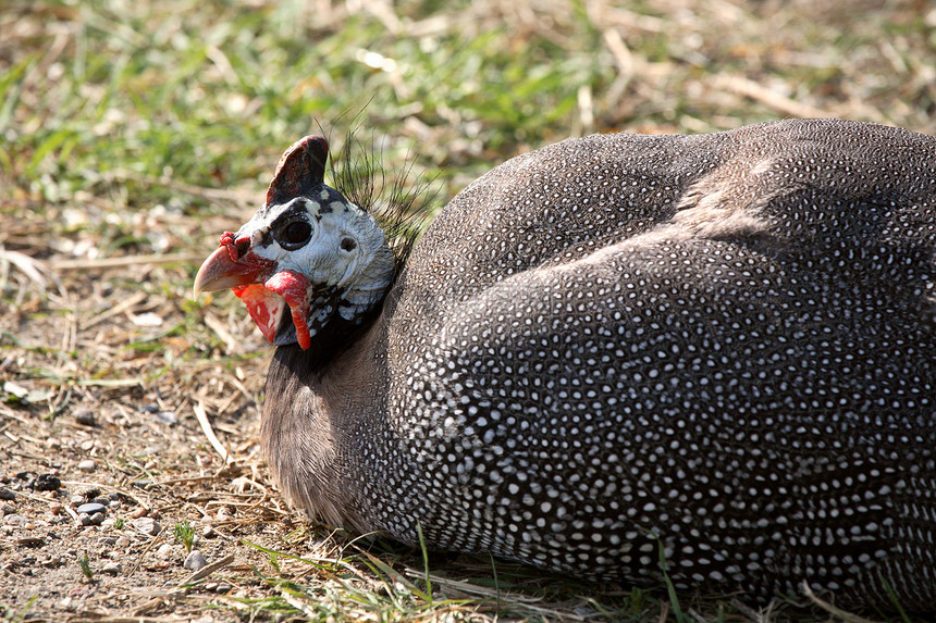 几内亚 Fowl 住在景色萨斯喀彻温乡村农场家禽照片场景农村动物水平旅行图片
