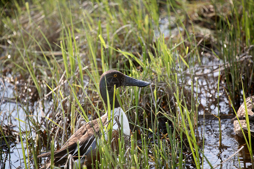 北部Shoveler在路边池塘中钻井动物群鸭子水禽照片大草原栖息地铲子猎鸟荒野水平图片