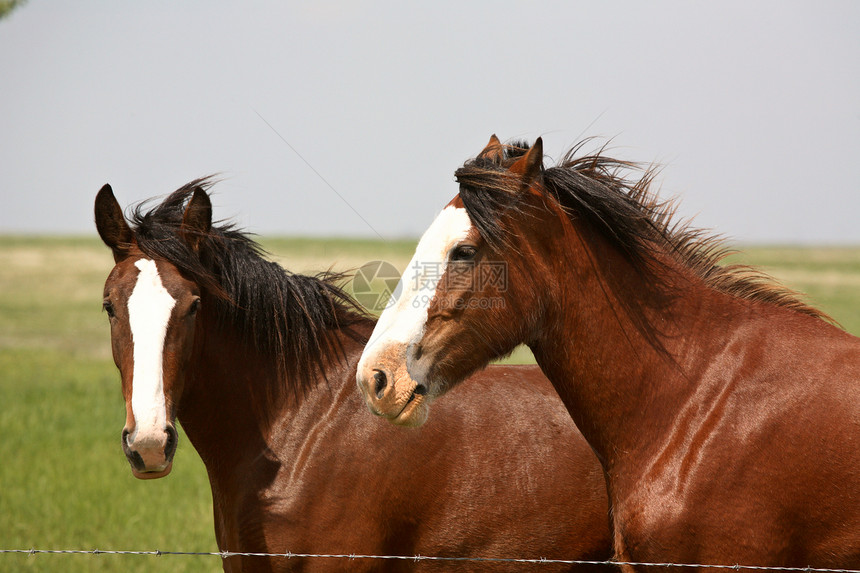 在刮风的一天 两匹马在萨斯喀彻温牧场旅行照片乡村场景动物农村图片