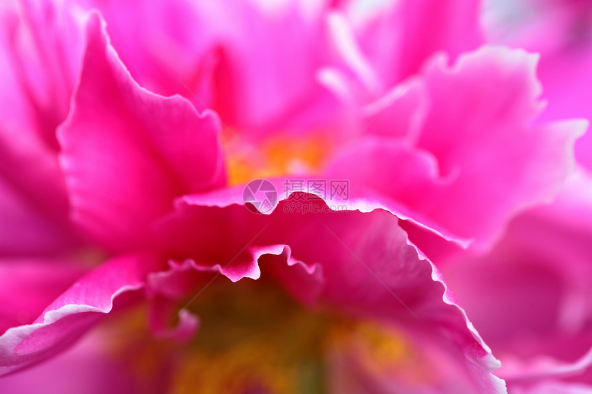 圣景萨斯喀彻温市的鲜花开花旅行植物群照片宏观图片