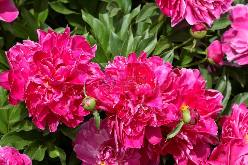 圣景萨斯喀彻温市的鲜花开花宏观旅行照片植物群图片