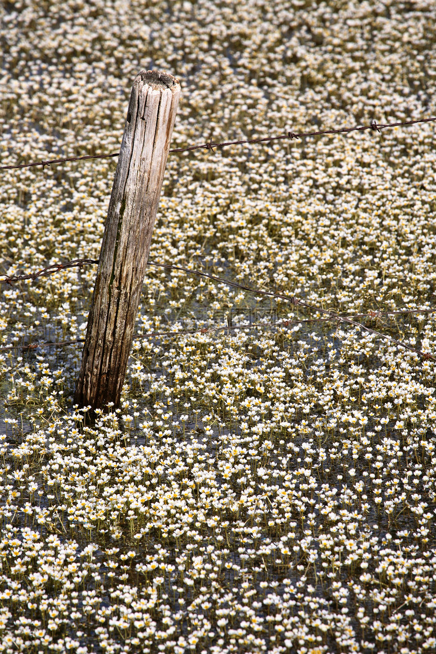 萨斯喀彻温路边池塘中多花多彩的水花坑洞植物铁丝网荒野乡村围栏风景动物群泥沼旅行图片