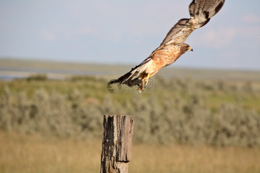 斯温森的鹰号从围栏站起飞飞行乡村场景荒野野生动物新世界航班捕食者动物照片图片