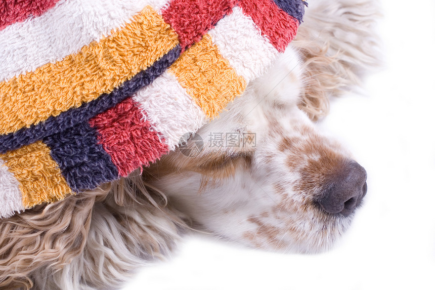 白色背景的可爱狗舌头喜悦犬类动物友谊衣服工作室快乐猎犬哺乳动物图片
