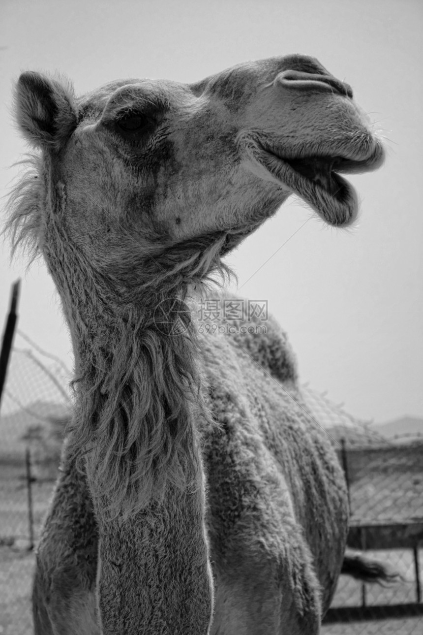 巴林沙漠中的骆驼图片