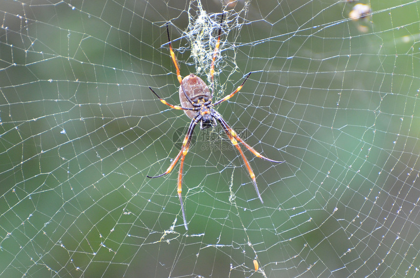 网上蜘蛛猎物网络蜘蛛网野生动物图片