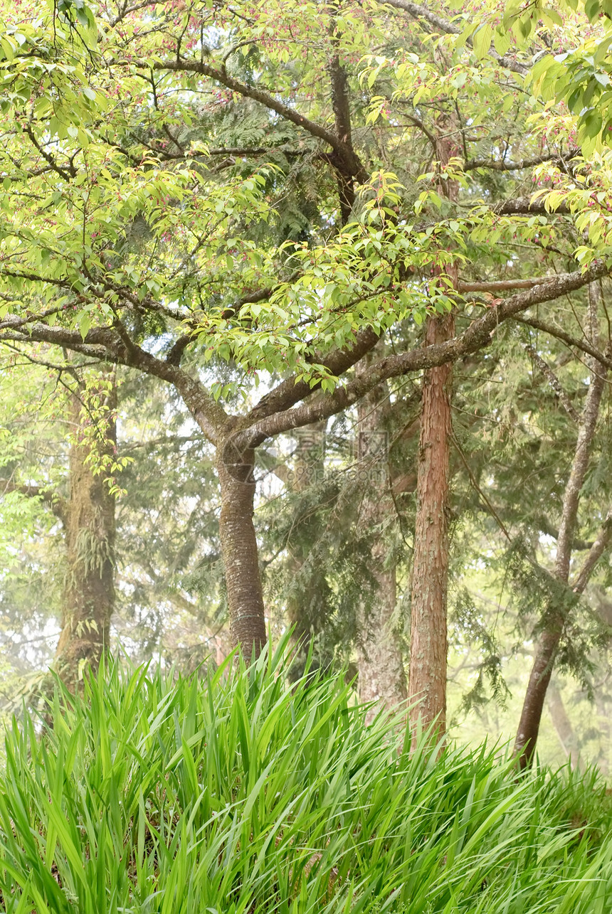 绿林国家薄雾环境农村树木场景爬坡草原风景图片