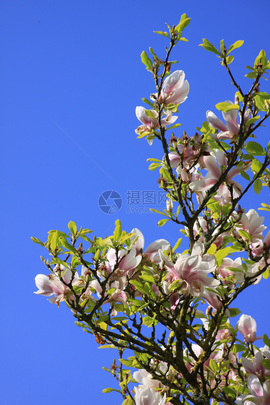 Magnolia 树绿色蓝色叶子天空树叶粉色玉兰图片