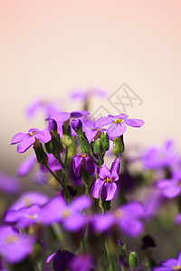 墙花花高山植物草本植物学花朵园艺高清图片