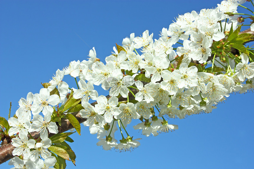 梨花植物季节白色蓝色水果叶子绿色花瓣枝条植物学图片