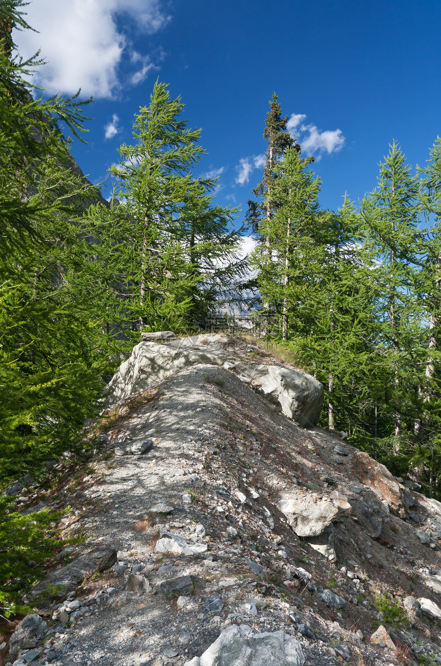 高山景观阳光松树国家风景公园蓝色森林天空旅行树木图片