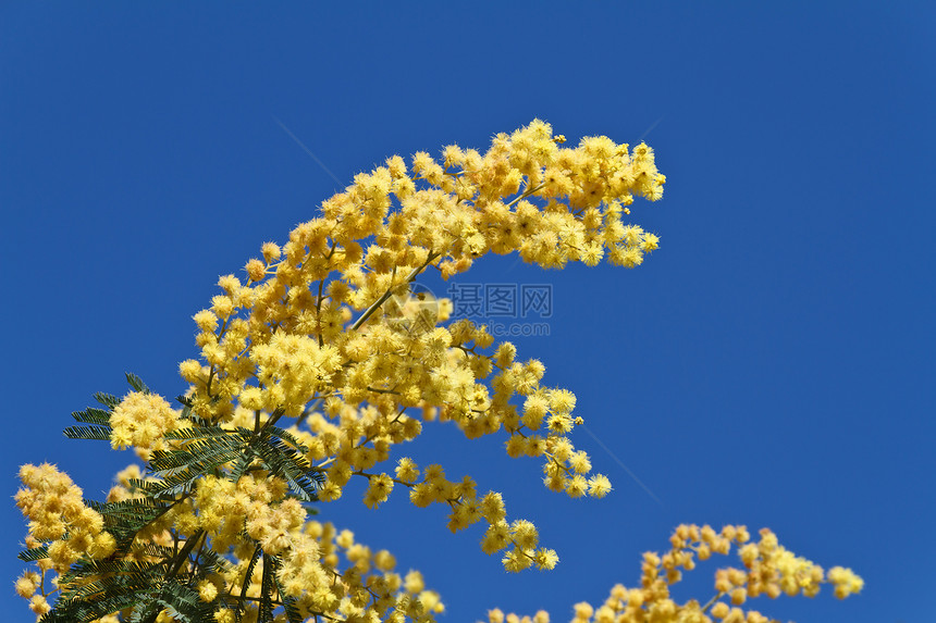 含羞草花女士花园晴天季节花束植物群天空蓝色女性礼物图片