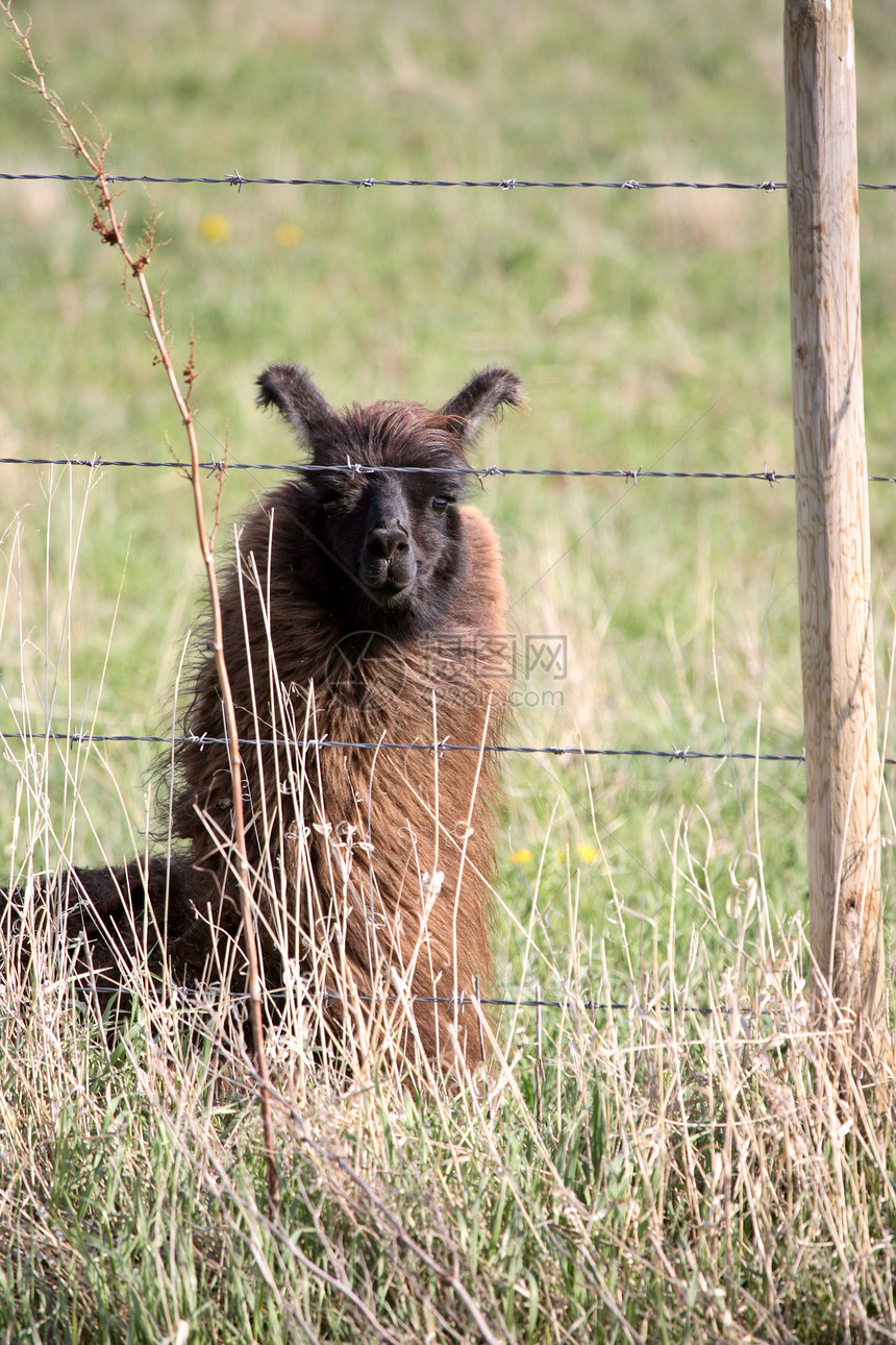 Llama在加拿大萨斯喀彻温省春草中休息图片