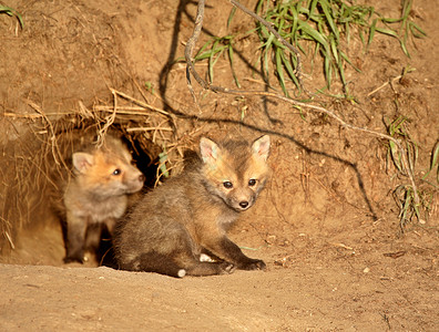 萨斯喀彻温省入口处的红狐包照片小狗入口套件动物群食肉弹簧野生动物哺乳动物水平背景图片