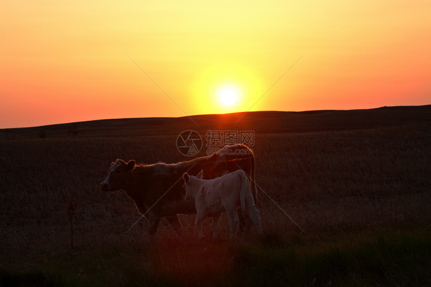 萨斯喀彻温一头牛和幼牛身后晒太阳图片