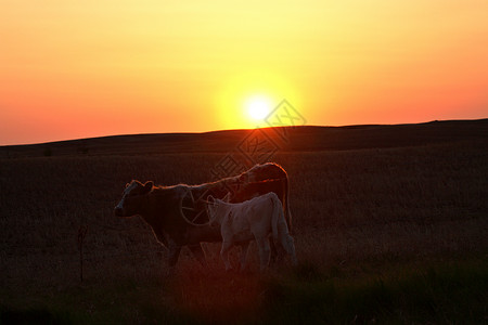 萨斯喀彻温一头牛和幼牛身后晒太阳背景图片