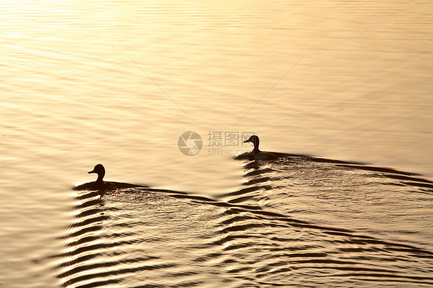 在萨斯喀彻温通过太阳反射游泳的水鸟坑洞照片受保护水平野生动物猎鸟美术风景打猎水禽图片