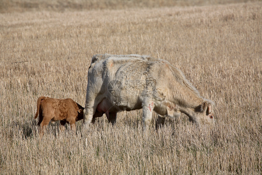 萨斯喀彻温省牧草中养牛的幼牛小牛图片