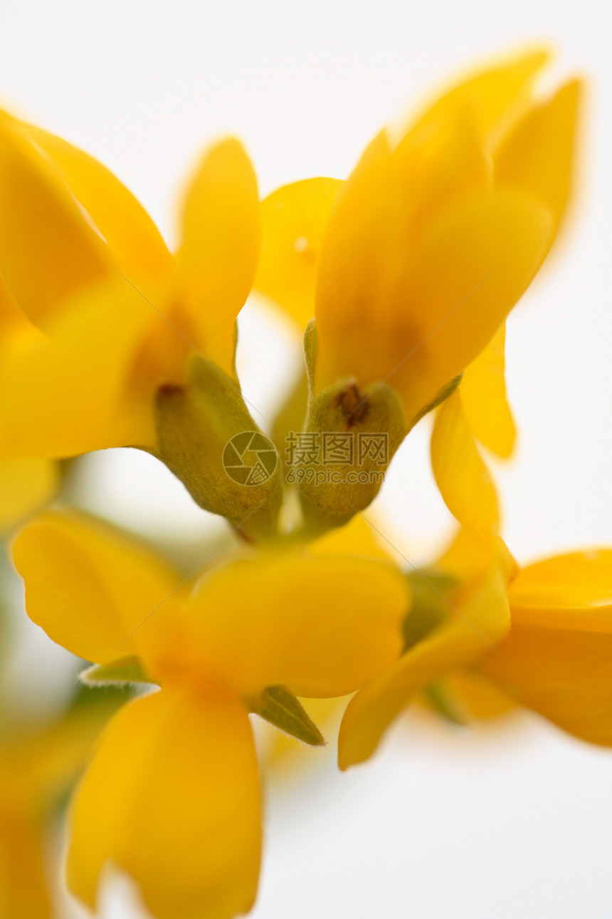 萨斯喀彻温省的黄黄野花反射大草原美术黄色照片宏观旅行植物群图片