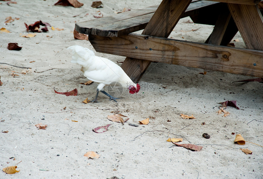 鸡地区桌子母鸡动物白色海滩图片