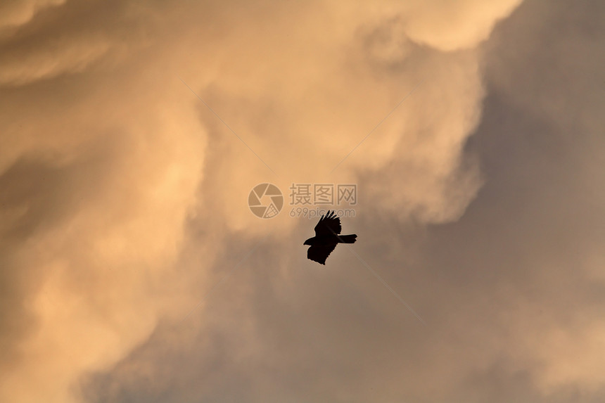 红尾鹰在萨斯喀彻温飞行动物荒野水平航班场景乡村捕食者照片受保护动物群图片