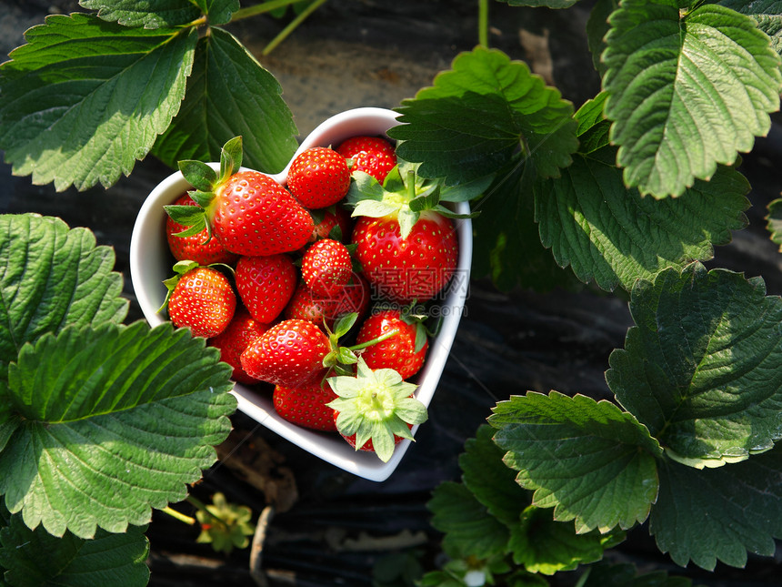 草莓在心脏形状的碗中团体种子浆果采摘食物农场农民生长季节种植园图片