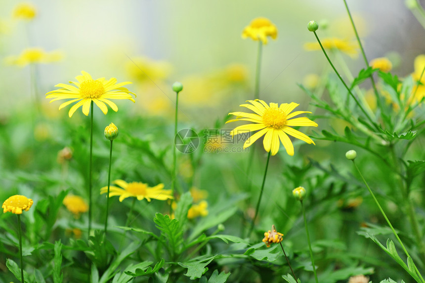 黄黄色花朵宏观花园种子花粉花瓣美丽树叶荆棘雄蕊植物图片