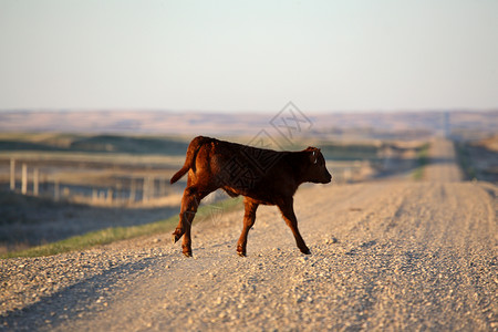 萨斯喀彻温省乡村道路上的卡尔福松散国家牧场农村水平平原旅行动物牛肉场景产业背景图片