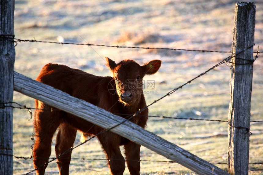 在萨斯喀彻温省通过铁丝网栅栏寻找牛群图片