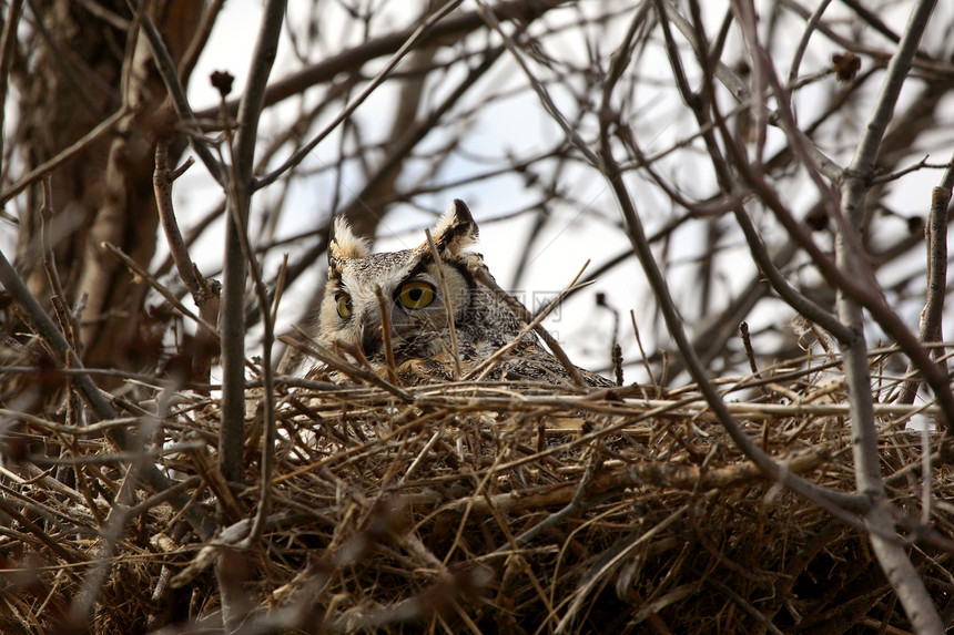 巢中的大角猫头鹰照片动物群捕食者受保护动物场景野生动物乡村水平图片