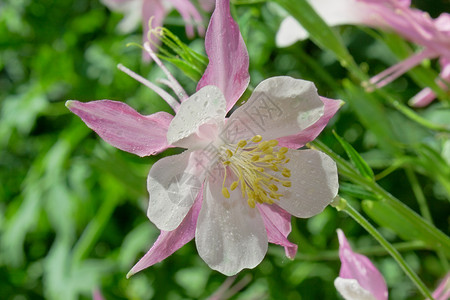 粉红色花瓣草地花朵花束水滴蓝色花园美丽花头雨滴高清图片