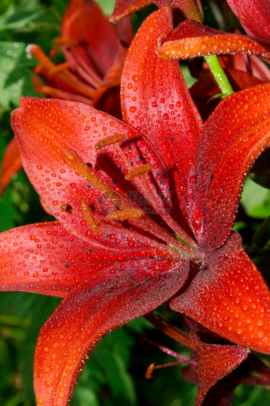 红圆白色花束花园水滴雨滴植物美丽红色花瓣绿色图片