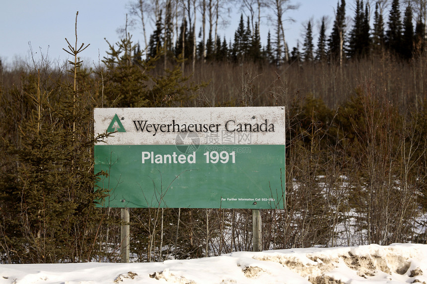 加拿大北部重新植树的树木图片
