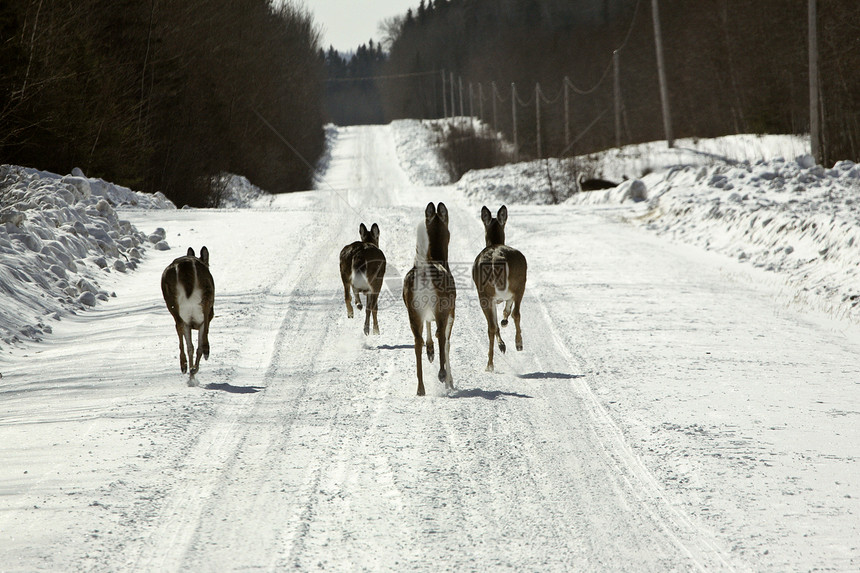 白尾鹿在冬季路上奔跑图片