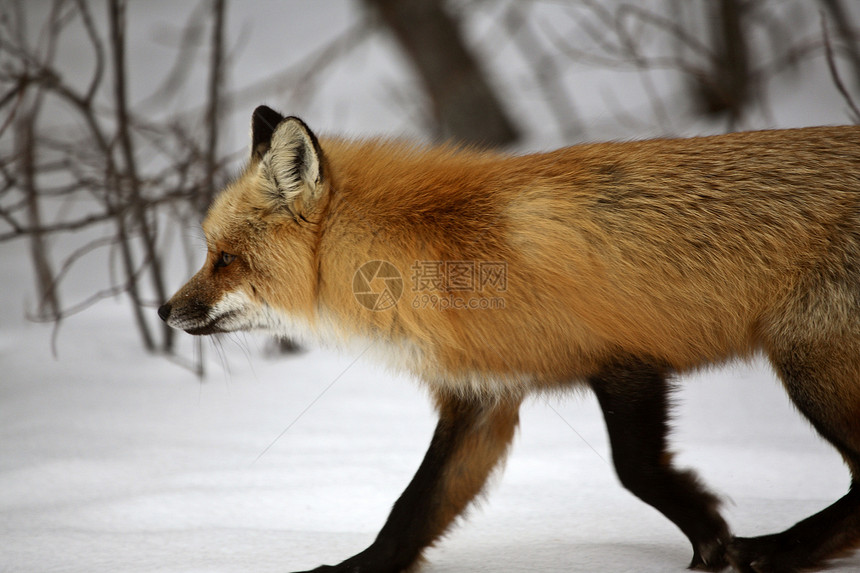 冬天的红狐狸食肉野生动物哺乳动物照片动物动物群水平捕食者图片