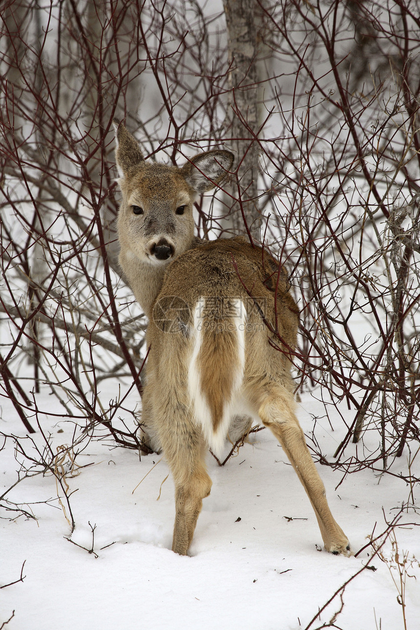 冬天的白尾鹿哺乳动物烫金动物群乡村灌木丛打猎季节性野生动物保护照片图片